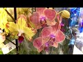 завоз ОРХИДЕЙ КОРОЛЕЙ обзор орхидеи от 398 рублей