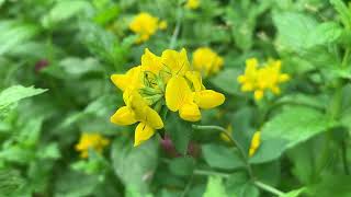 Lotus Corniculatus Flowers
