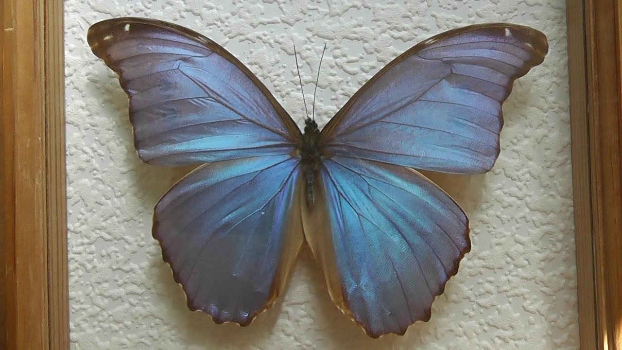 ИЗ МИРА: 54. Morpho didius (морфо дидиус)
