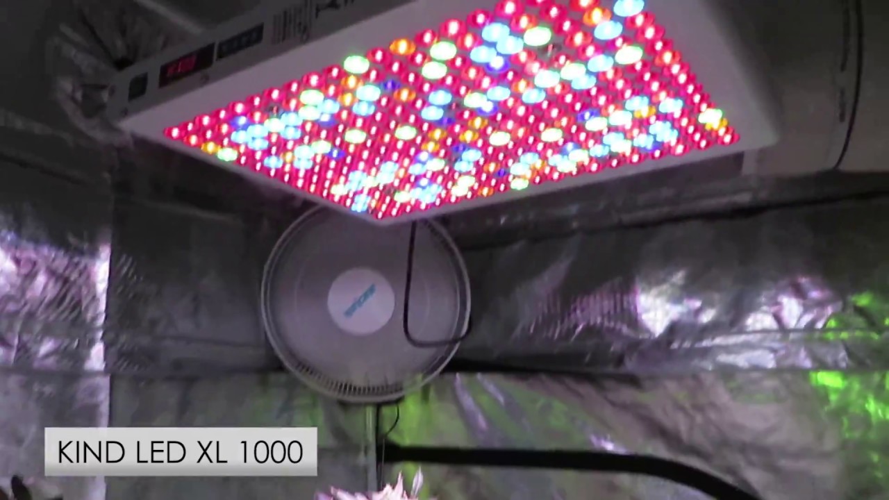 Gavita vs. Kind LED vs. Black Dog LED - Grow Light Comparison - Week 6 ...