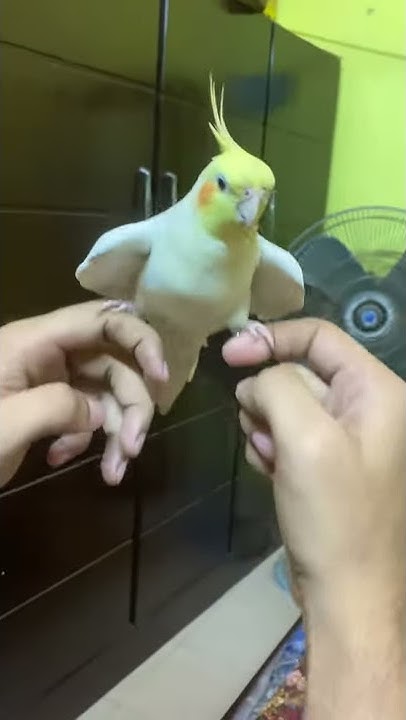 Cockatiel Singing If You Re Happy And You Know It Cockatiel sings "if you are happy & you know it" 🎤 - YouTube