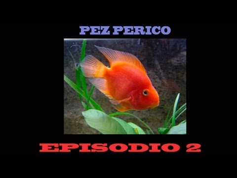 Pez perico reproductor Doovi Pez perico reproductor Doovi