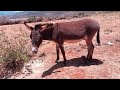 Burro comiendo pastura molida