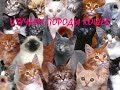 Породы кошек  Развивающее видео