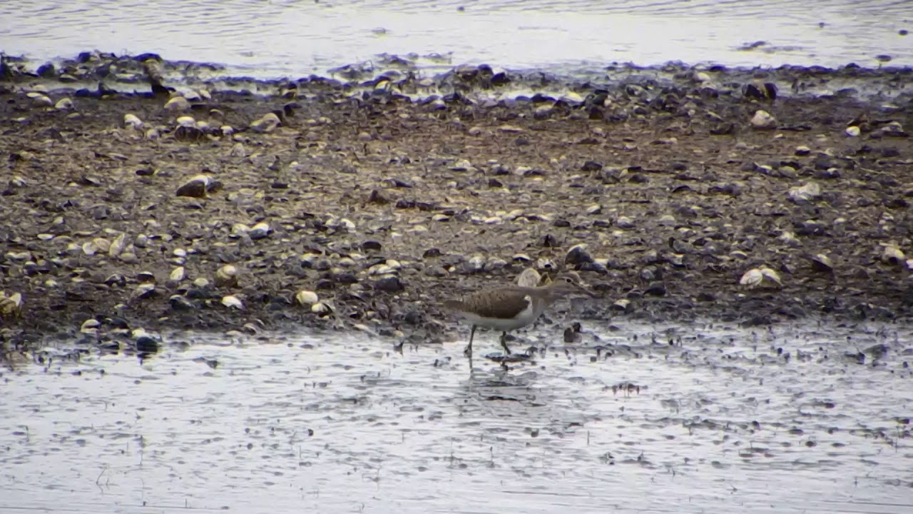 common sandpiper 