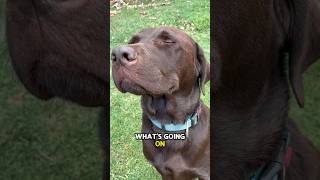 Bro is a professional actor #funny #dogs #shorts