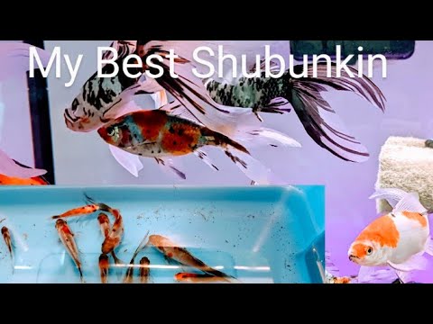 How to Select Shubunkin Goldfish for Future Development. Quality Bred Goldfish, Grade AAA