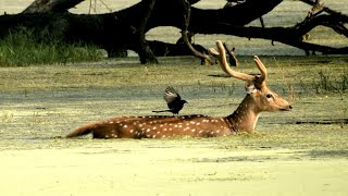 Spotted Deer or Chital