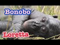 Bonobos Loretta family ボノボ ロレッタ家族