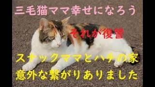 【スナックママとハチの飼い主🩷意外な繋がり🩷】無慈悲な人への最大の復讐は三毛猫ママが幸せになること