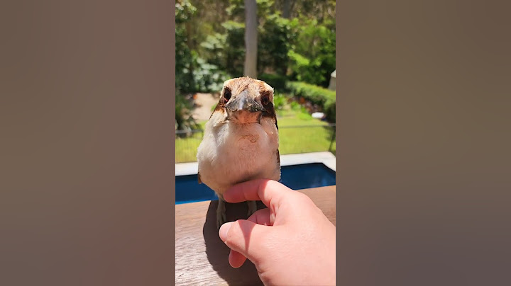 Chatty Kookaburra! 🥰