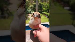Chatty Kookaburra!