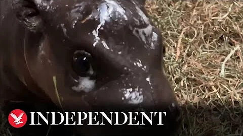 Endangered pygmy hippo calf born in Virginia zoo t...