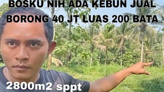 Bosku nih ada kebun jual borong 40 jt luas 200 bata 