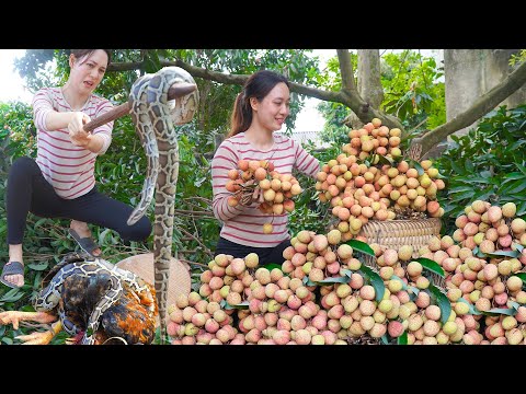 Harvesting Fresh Lychee Garden -The Python Destroys Poultry -Go to the Market to Sell | My Free Life