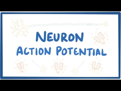 Neuron action potential - physiology