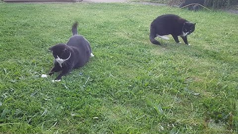 Tuxedo cats Sam and Bella chasing the laser toy