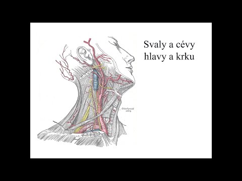 Video: Orgány Hlavy, žíly A Lymfatická Anatomie, Funkce A Diagram - Body Mapy