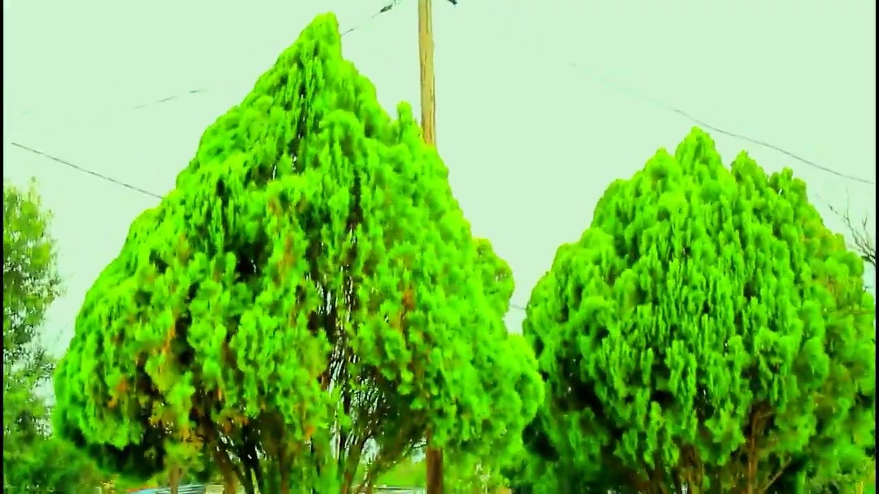 Xitsai tsai nipfuneni 065 559 1047 