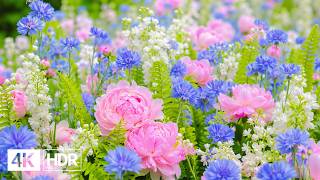 🌺 Beautiful Flowers in 4K | A Journey Through Endless Blooms