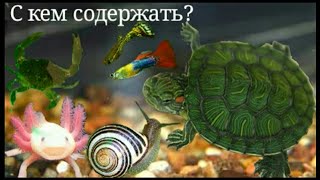 С кем содержать красноухих черепах? | Кого подселять? / ЧЕРИ TV