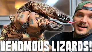 Gila Monsters vs Beaded Lizards