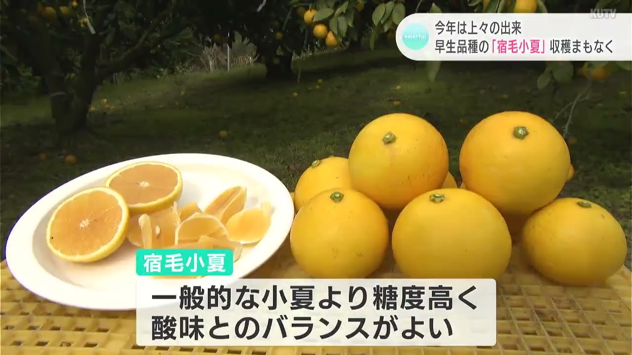 例年より糖度が高い」今年は上々の出来 早生品種の“宿毛小夏”収穫 