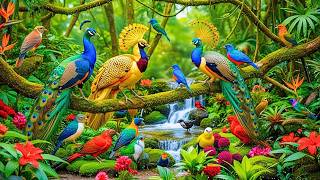 Discover the Secret World of Wild Birds in a Spring Paradise 🦚🦜 Ultimate Peace and Serenity❤️🌿