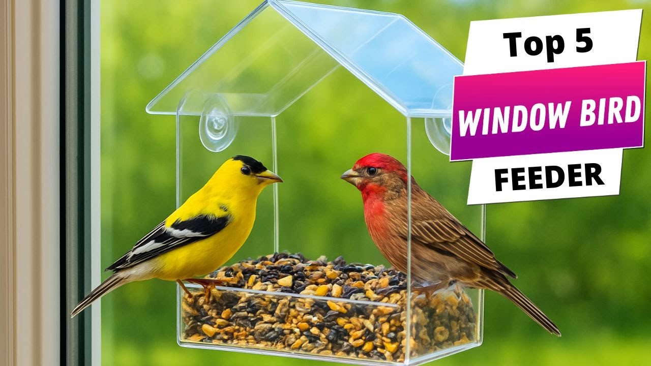 ✅ Best window bird feeder Window bird feeder (Buying Guide)