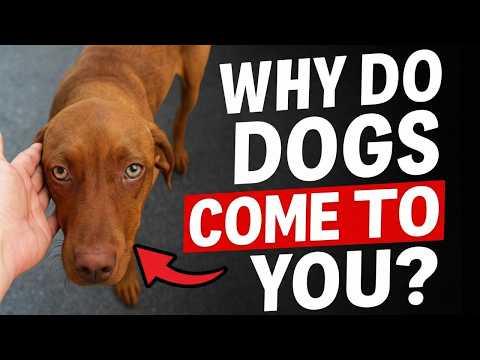 Dog Body Language Secrets: What It Means When Unknown Dogs Approach You!