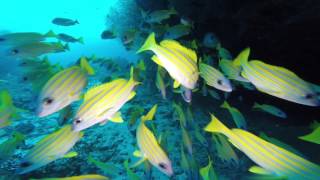 Bernard Indian Ocean Maldives MV Orion 2015/2016 part3