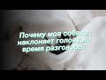 Почему моя собака наклоняет голову во время разговора?