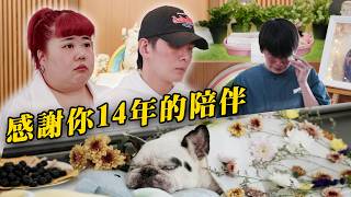 【怪咖 x Pet Cremator】梓杰的愛犬過世了!😭 讓我們送你心愛的寵物最後一程。【ENG SUBS】