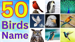 Birds - 50 Birds Name in English - Mastering Useful English Words - Top 50 Birds