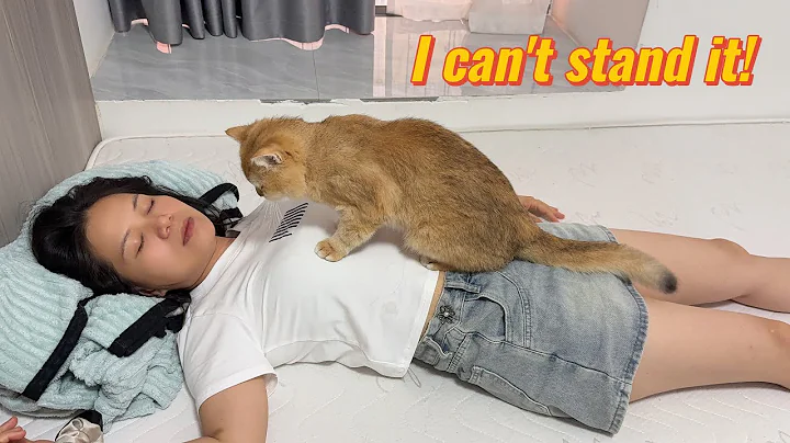 Video 10437811: british shorthair cat sleeping, british shorthair cat animals, beautiful british shorthair cat, british shorthair cute cat, funny cat british shorthair