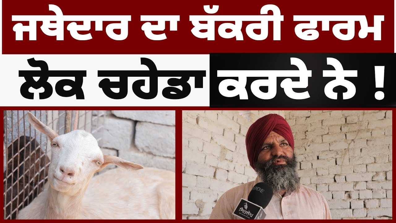 Jathedar ਦਾ Bakri Farm ਲੋਕ ਚਹੇਡਾ ਕਰਦੇ ਨੇ ! | Goat farming -  Breeding Farm | बकरी पालन Sirlekh