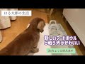 ミニチュアダックス はる太郎の生活 新しいフードボウルと戦う犬がかわいい