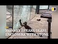 Monkey breaks glass enclosure with stone at zoo in China