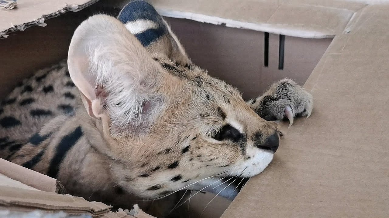 Собираем кухню с сервалом. Начало - YouTube