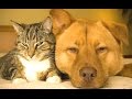 Cats And Dogs Friends Forever Compilation || NEW HD