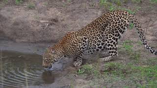 Really close view of Leopard at waterhole