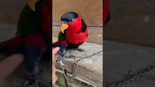 burung paltem pintar panggil cewek#shorts