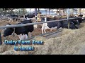 Dairy farm tour in israel