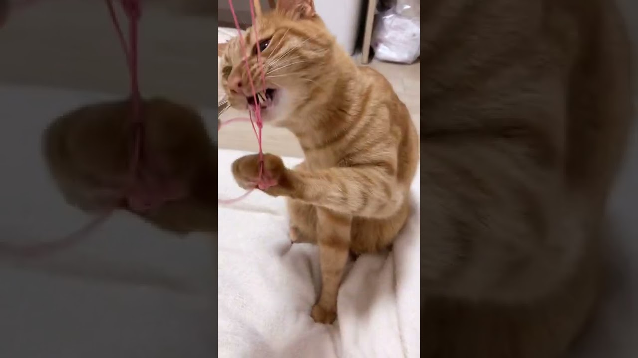 新しいヒモに興奮する猫の大ちゃん【