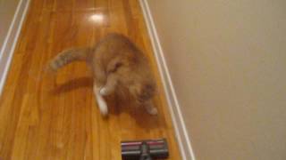Binne VS Dyson V6 Slim