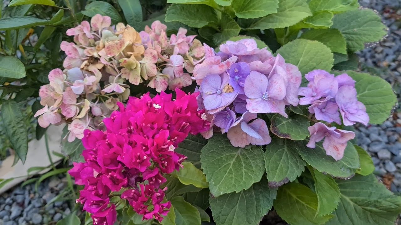 Müjde Çiçekçilik Gezisi, Oya ağaçları, Çim zambakları, Alliumlar, Brugmansiyalar