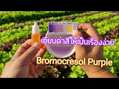 วีดีโอ: Bromocresol สีม่วงเป็นกรดหรือเบสหรือไม่?