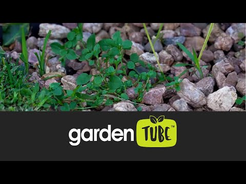 How to get rid of weeds