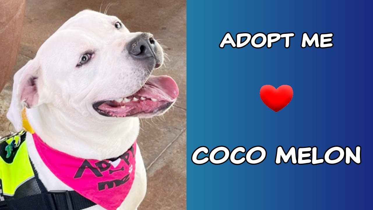 Coco Melon Will Melt Your Heart — Adopt This Happy Dog ❤️