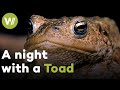 Smart Toad hunts at night and funnily catches its prey with its long tongue